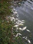 Weer dode vissen in Stokhorstvijver/ uitbaggeren